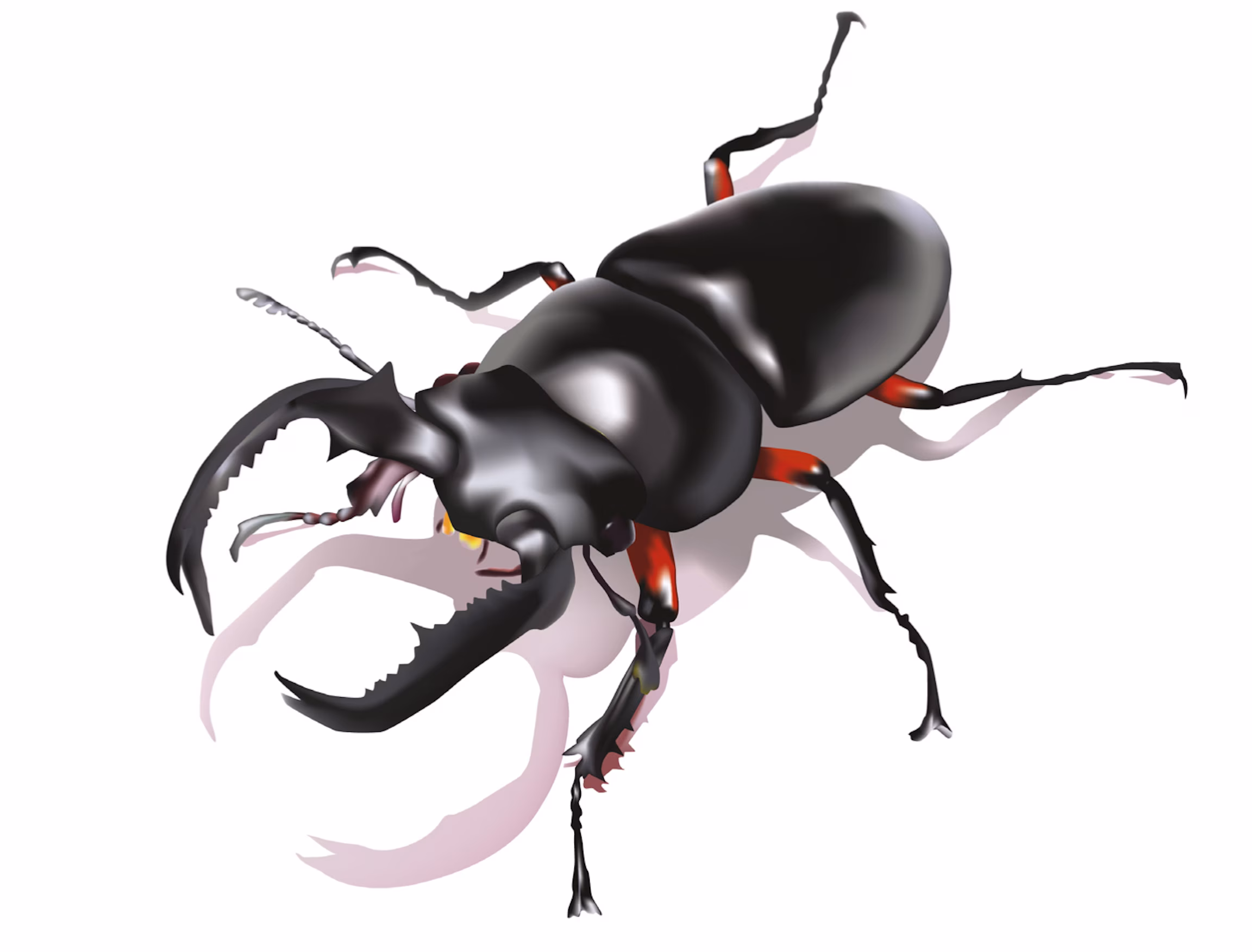 Beetle Wireframe Study
